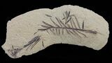 Metasequoia (Dawn Redwood) Fossil - Montana #62272-1